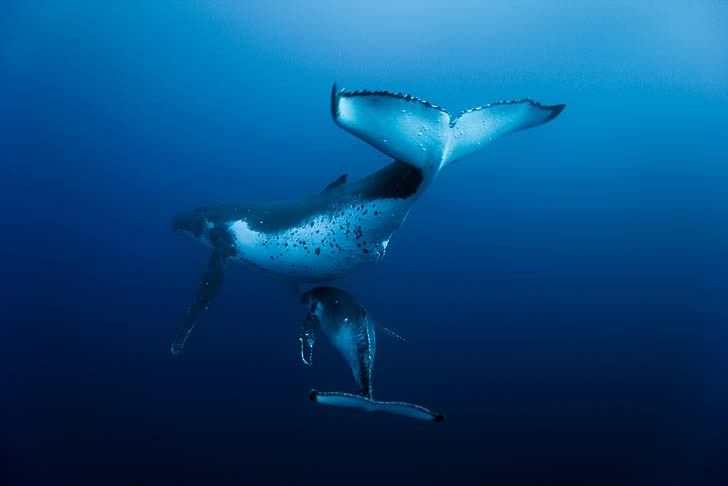 Oceans. Foto: Atlantic Film